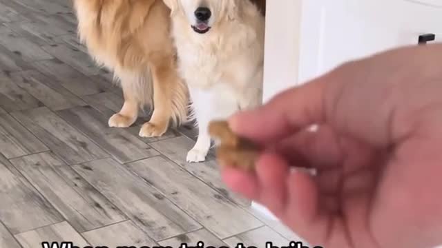 Dog friendly reminder that we have some time funny