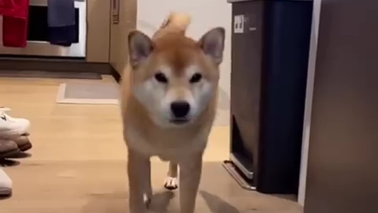 Dog Owner ABUSES his Shiba Inu #cat #cute #kitten #pets #dog