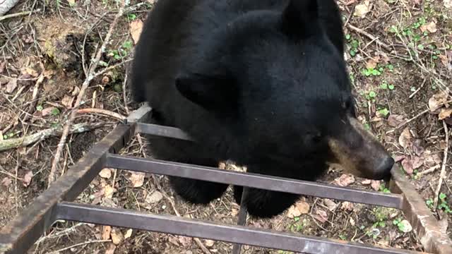 Curious Black Bear Climbs Ladder