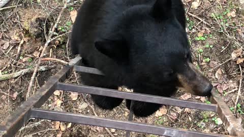 Curious Black Bear Climbs Ladder