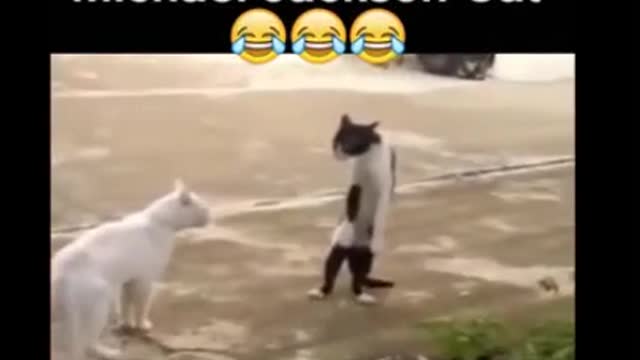 Michael Jackson Cat, Funny Cats, Funny Animals