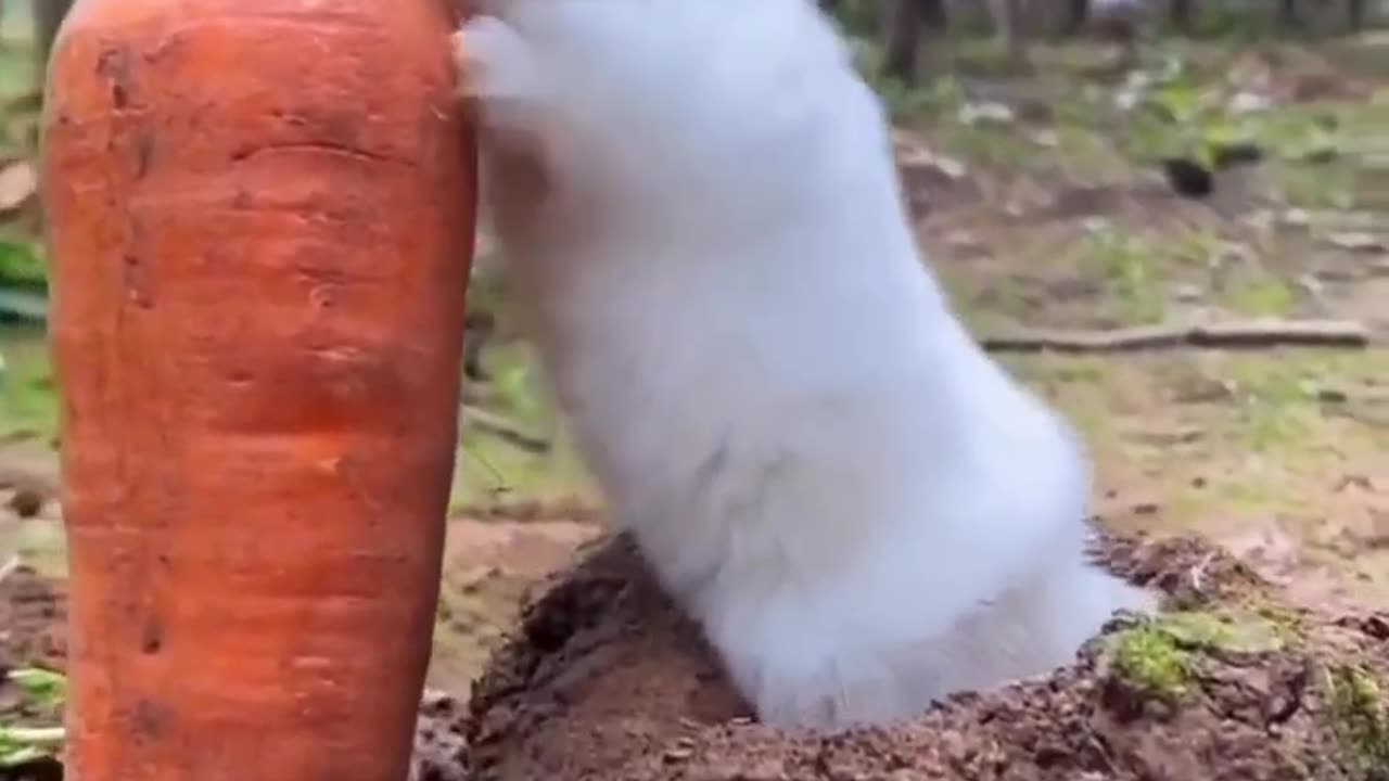 Rabbit 🐇 eating carrot 🥕🥕🥕🥕🥕 funny video 😂😂