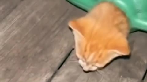 Cats are really liquid