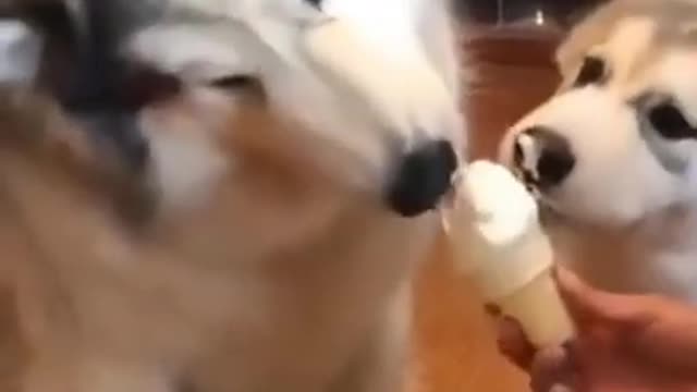 husky licking Ice cream _ Cute Funny Dog #shorts