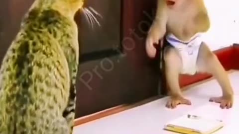 Kitty and Monkey Martial Arts