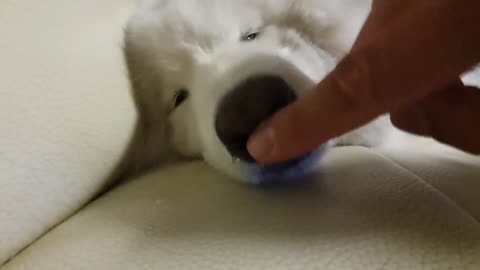 cute samoyed