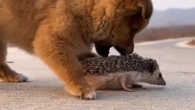 Puppy has a live toy