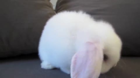 Cute Baby Bunny Washing Her Face cute