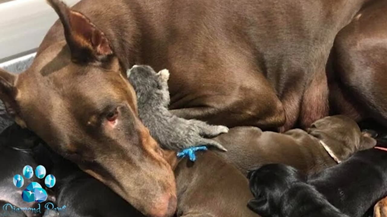 A Stray Kitten Was Placed Next to a Dog With Puppies