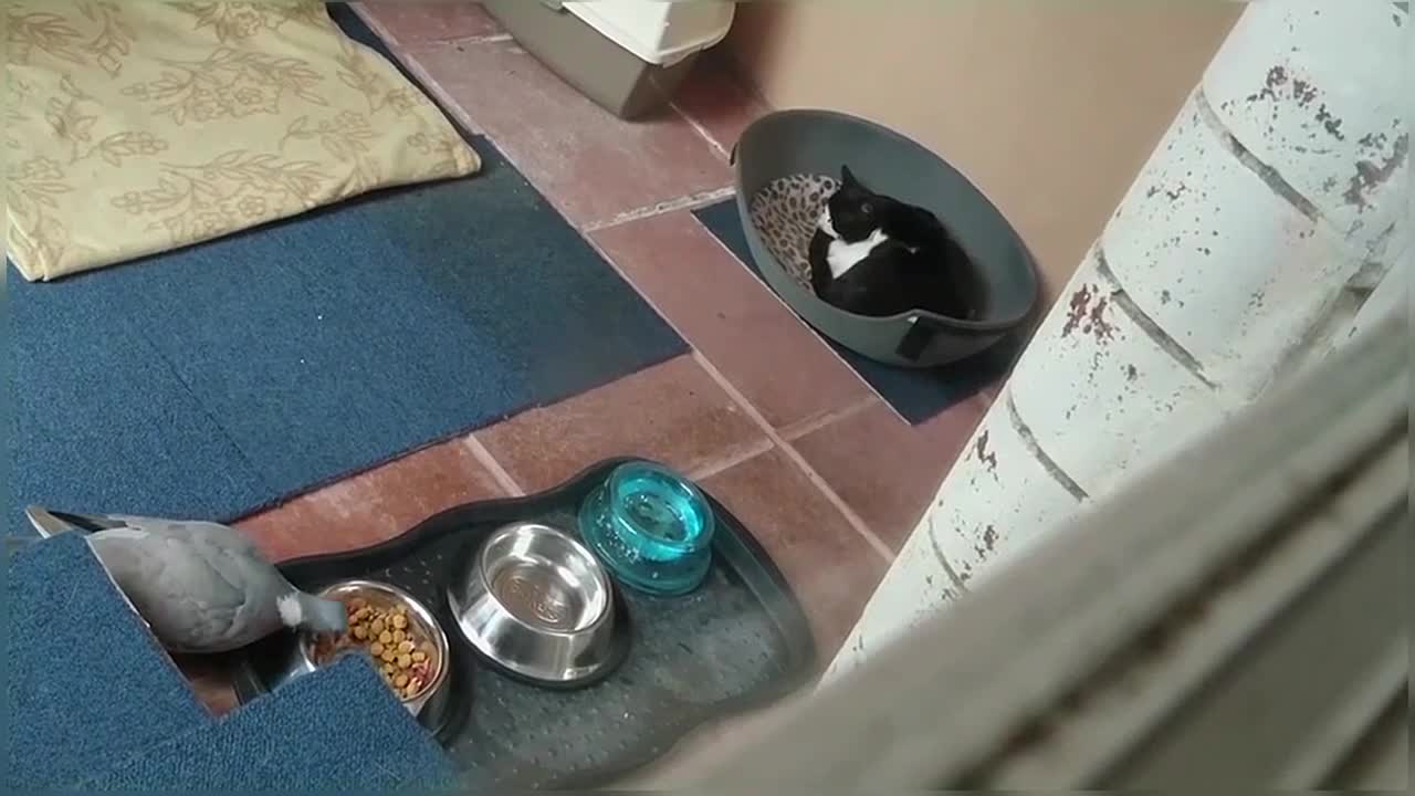 Bird steals cat food while cat sleeps