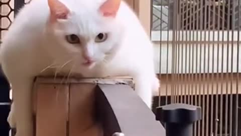 Funny cat laughing