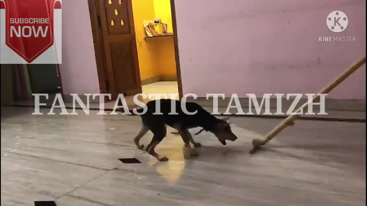 Funniest dog 😂😂 Awesome 😂Funny Pet Animal Video😂(1).mp4