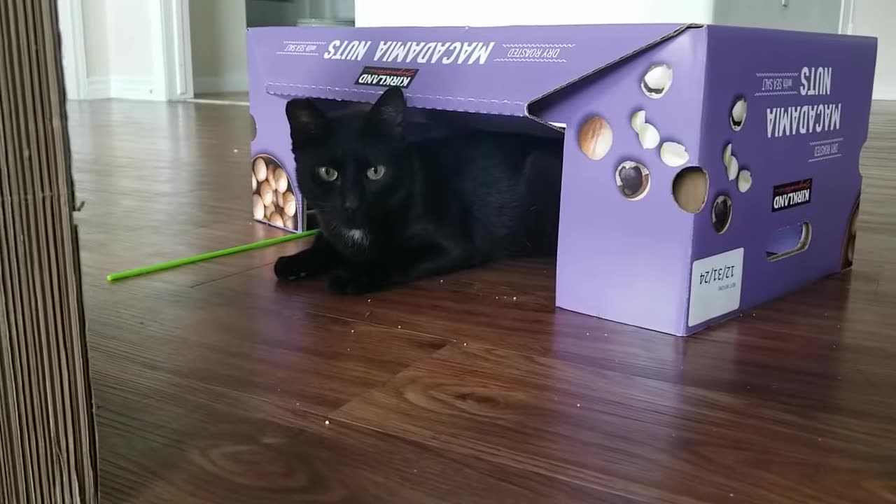 20240614 110841 Tux Resting under Costco Box