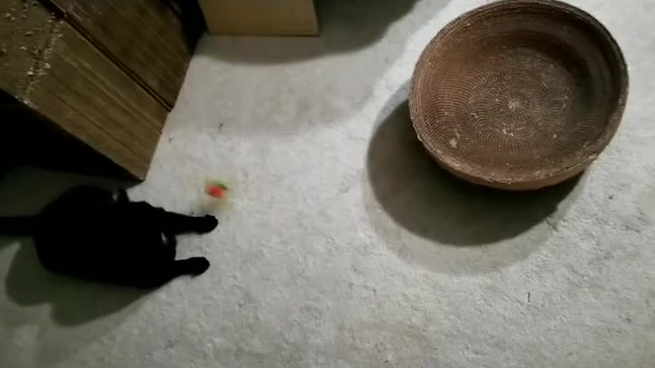 20240321 221847 Tux Playing with Flying Bug Toy