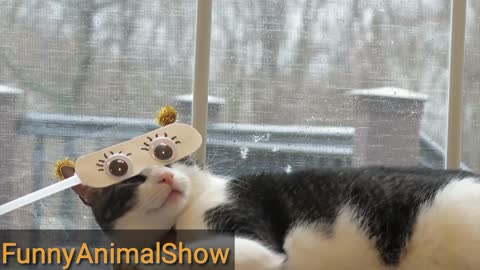 Funny Animal Video! It's Really very enjoyed Video |