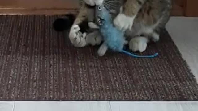 Cat and mouse battle