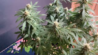 Killin it at 5 weeks flower