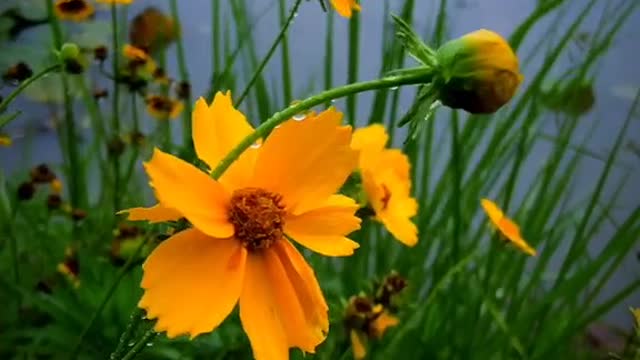 Beautiful yellow flowers swaying in the wind