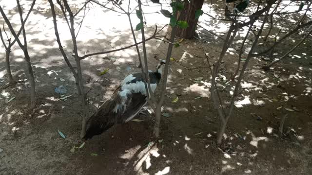 What is this tiger doing?