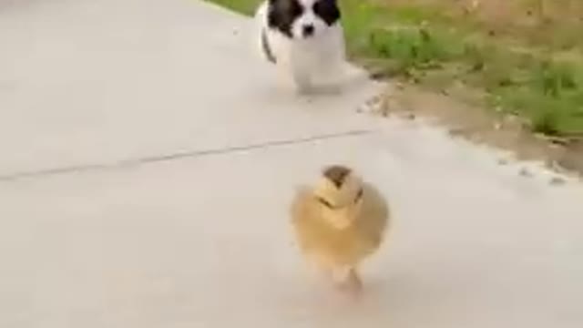 Funny dog and bird video