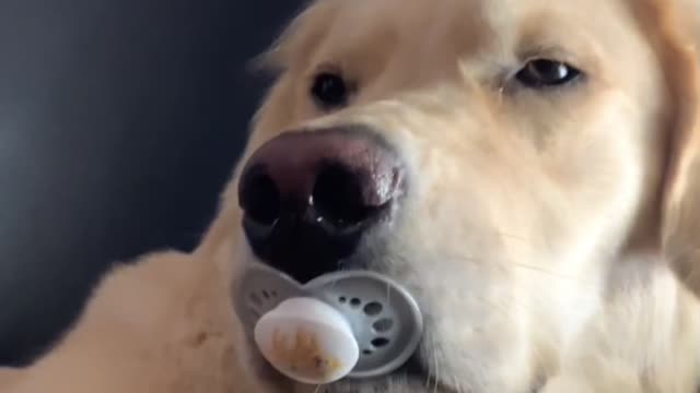 Sweet Pup Suckles on Binky