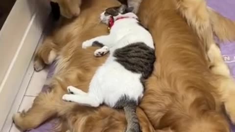 Jealous golden retriever 🐈