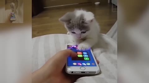 Cats also want to play with mobile phones