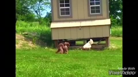 Funny chickens chasing