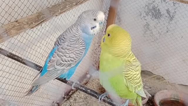 Small parrots