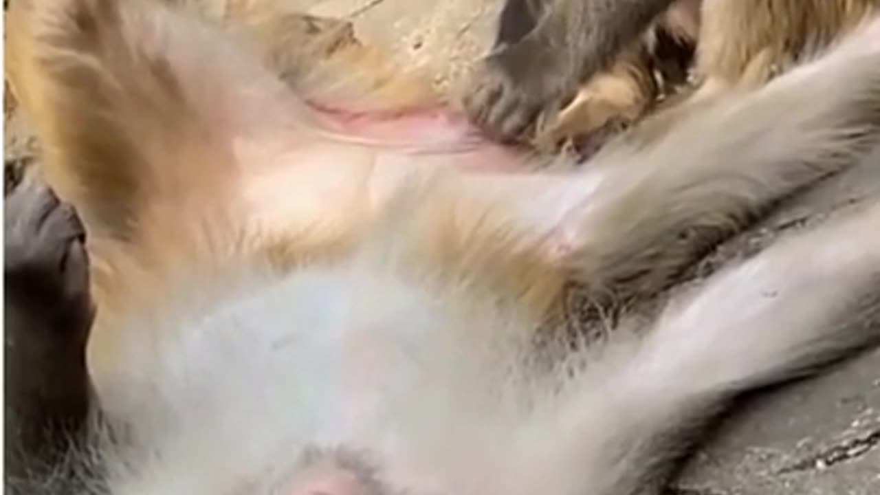where is it? :) :) :) Monkeys..........