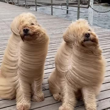 Shorts - Have A Great Day