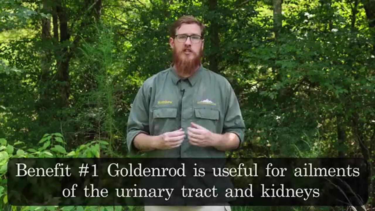 Surprising Benefits of Goldenrod