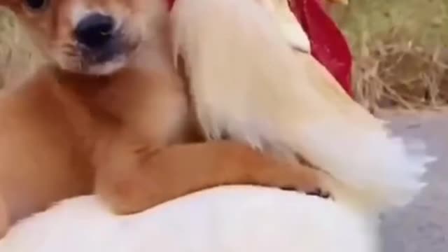 dog and cock funny video