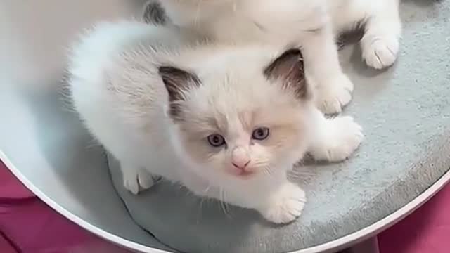 Cute cat video