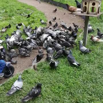 A lot of pigeons flew in for food.