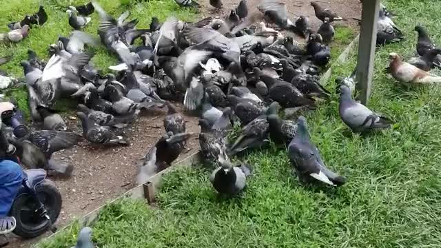 A lot of pigeons flew in for food.