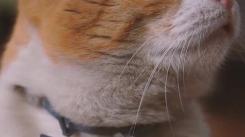 Funny cats meowing