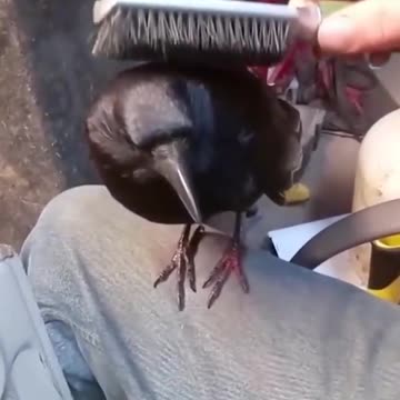 Krähe gerettet die sich der Familie anschliesst