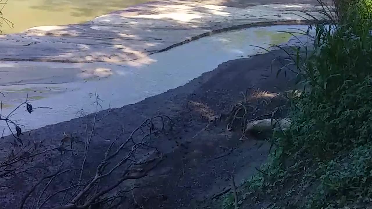 7.6.2024 The Barron River Kuranda