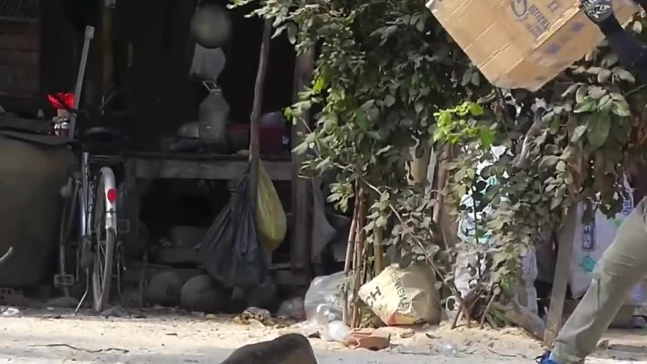 Troll, Dog, Lion and Tiger - Funny Troll [TRY NOT TO LAUGH]