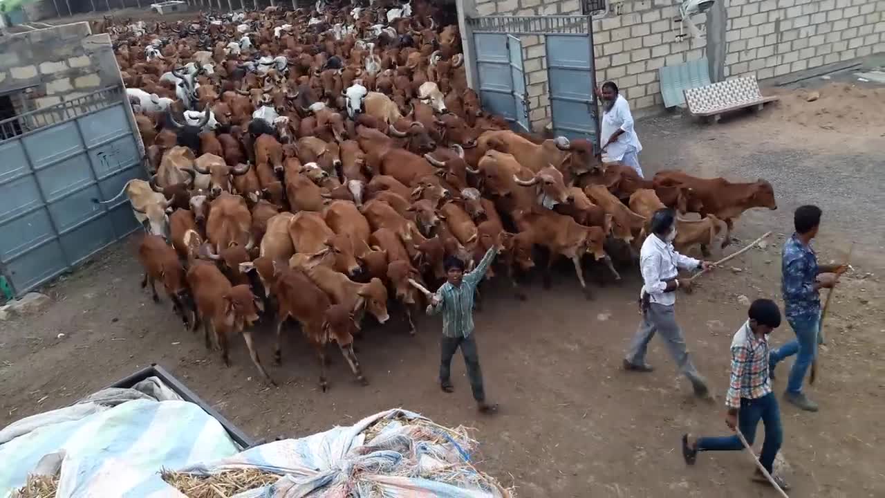 Sitaram gaushala valdhari