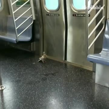 White pigeon inside nyc subway