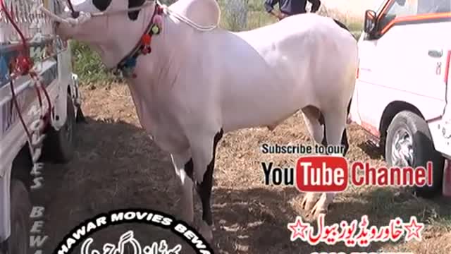 bull race in pakistan