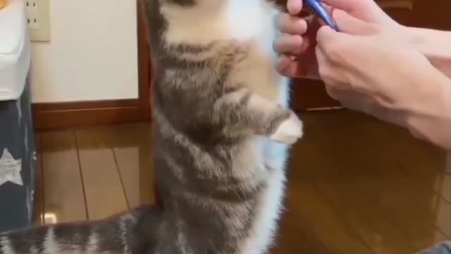 Cat VS Chocolate Cute Cats Eating Chocolate |