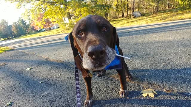 Lab Finds Lollipop on Halloween Walk