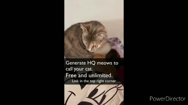 Cat sounds like video of home tearing