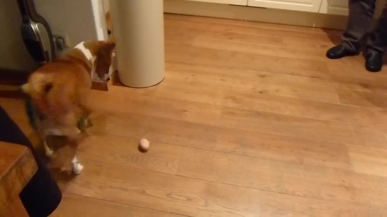 Dog Is Terribly Confused By One Hard Boiled Egg