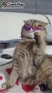 this is alice's cat in wonderland