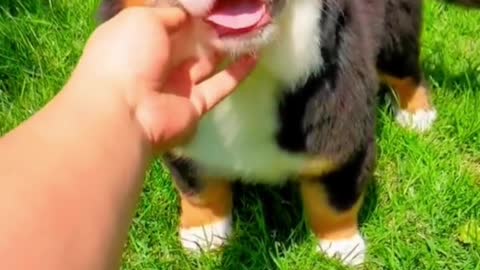 Puppy with big ears