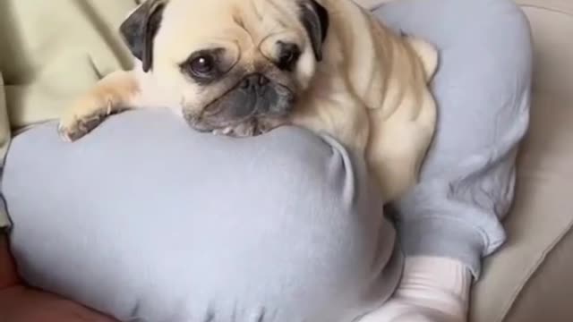 Cute Dog Speaking With Audience😲